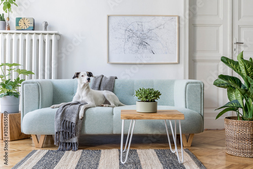Stylish scandinavian living room interior of modern apartment with mint sofa, design coffee table, furnitures, plants and elegant accessories.  Beautiful dog lying on the couch. Home decor. Template.