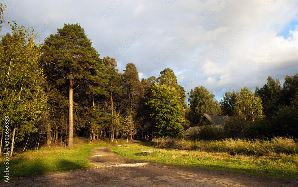 Obraz premium Summer forest and road