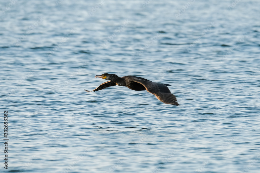 bird in flight bird in flight