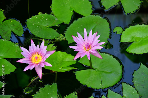 Chaumont sur Loire; France - june 29 2019: the international festival of gardens photo