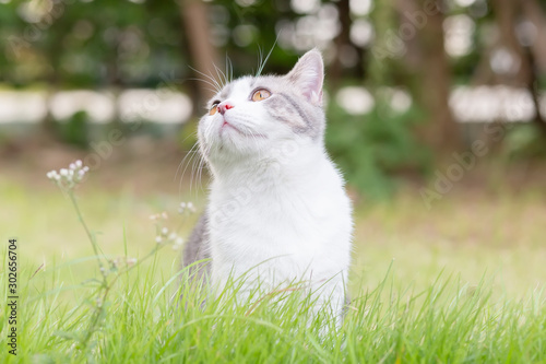 Portrait of scottish fold cat standing in the garden and looking something with green grass. Front view of the kitten playing in the grass field.