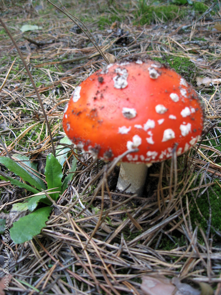 Red fly agaric mushroom or toadstool in the grass. Latin name is Amanita muscaria. Toxic mushroom Red fly agaric mushroom or toadstool in the grass. Latin name is Amanita muscaria. Toxic mushroom