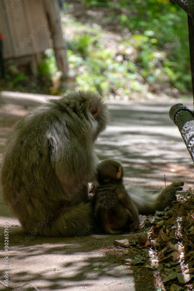 Obraz premium 渋温泉 猿の親子