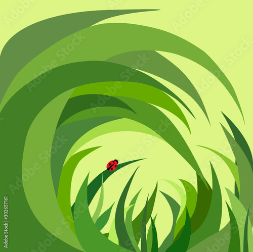 ladybug in the grass, bug, beetle