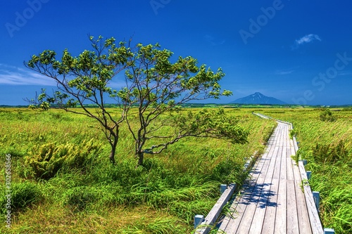 北海道・豊富町 初夏のサロベツ原生花園の風景