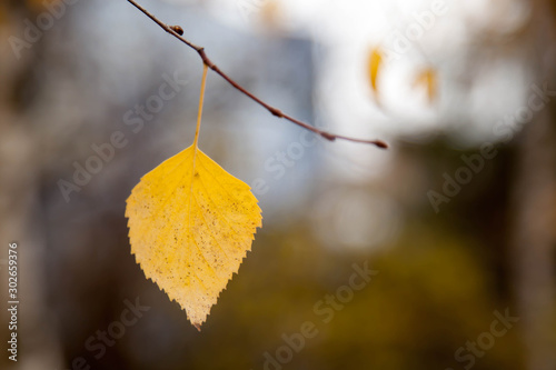 Autumn leaf and its inhabitants