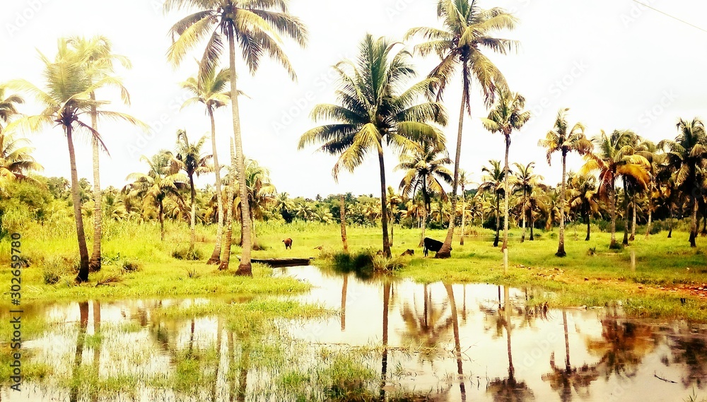 Wonderful scenery from coconut tree field Wonderful scenery from coconut tree field