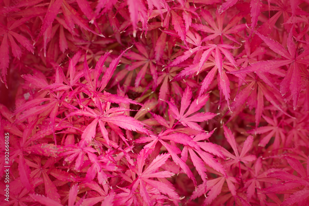 Autumn background, Bright red texture of fall leaves. Autumn background, Bright red texture of fall leaves.