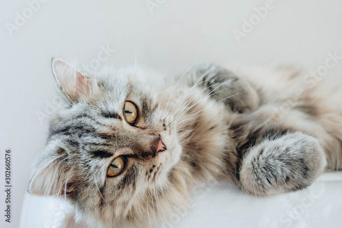 An adorable Persian cat laying down on the bed with natural light.