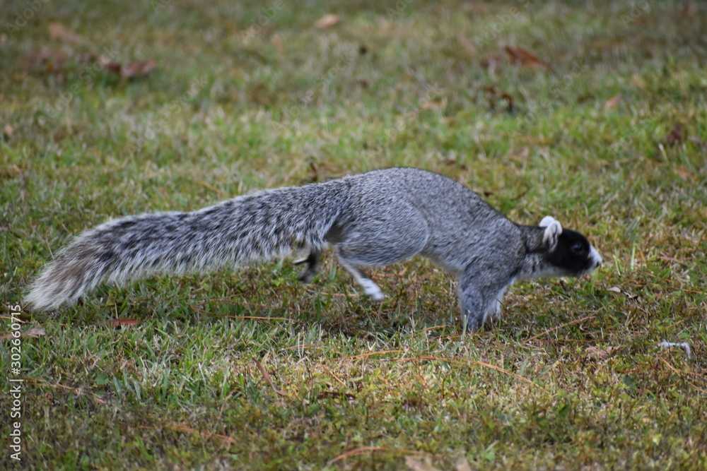 Naklejka premium fox squirrel. squirrels. rare squirrel. South Carolina squirrel. southern animals. southern wildlife. unique animals. rare wildlife. 