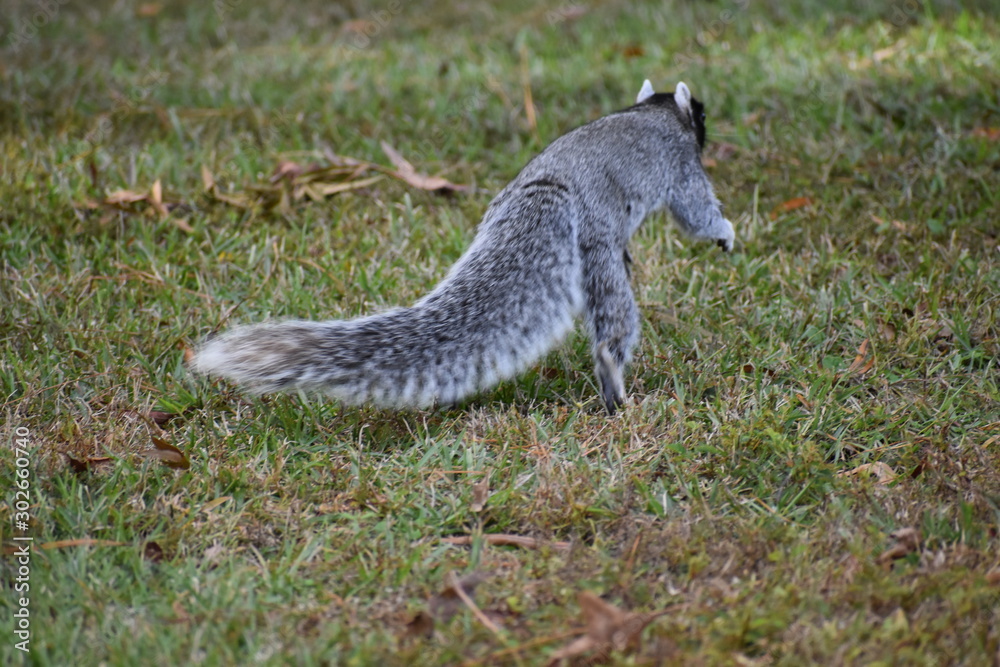 squirrel in forest. fox squirrel. squirrels. rare squirrel. South Carolina squirrel. southern animals. southern wildlife. unique animals. rare wildlife. squirrel in forest. fox squirrel. squirrels. rare squirrel. South Carolina squirrel. southern animals. southern wildlife. unique animals. rare wildlife.