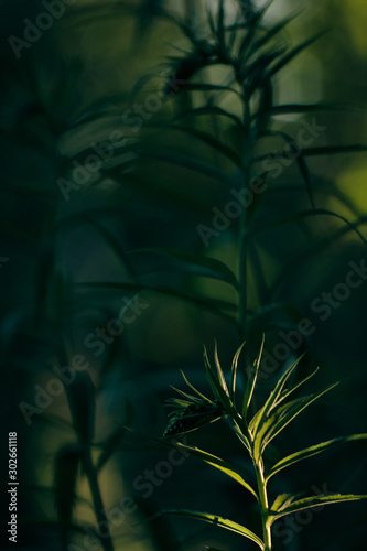 Green plant with shining of soft light from the side and with green background out of focus in the background