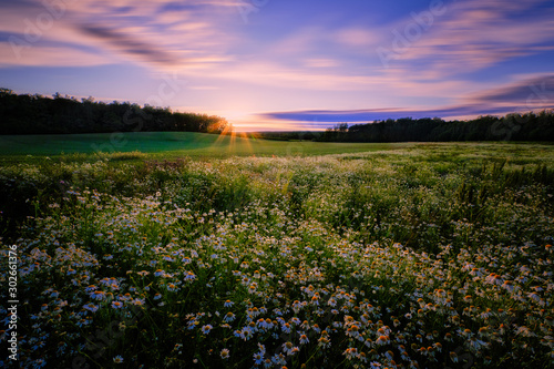 Fototapeta Naklejka Na Ścianę i Meble -  Sunset behind a forest with a meadow in the middle ground and flowers in the foreground