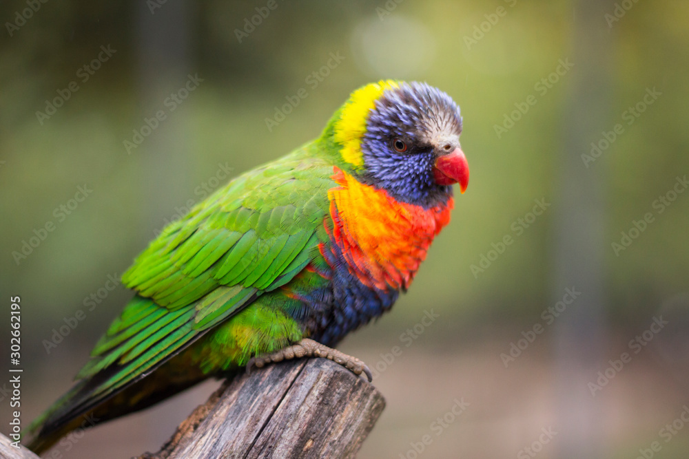 Perroquet coloré, Loriquet arc-en-ciel, Trichoglossus moluccanus, oiseau, Australie