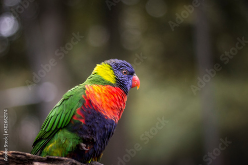 Perroquet coloré, Loriquet arc-en-ciel, Trichoglossus moluccanus, oiseau, Australie