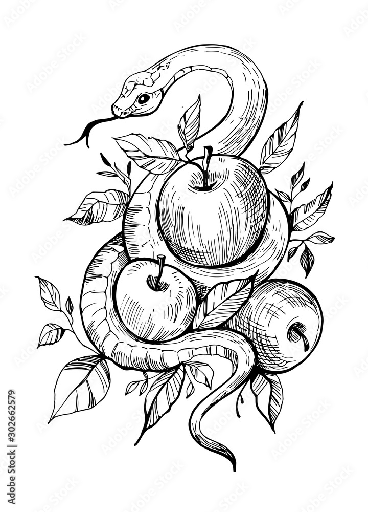 Snake with apples. Hand drawn illustration converted to vector. Great