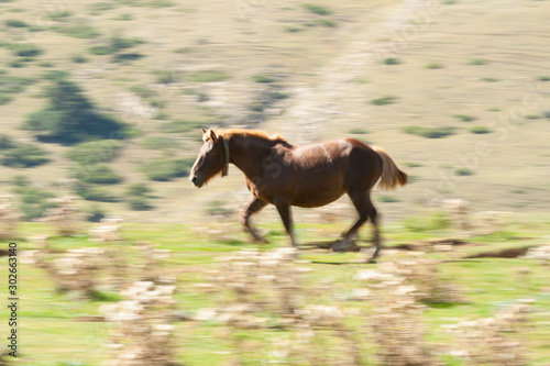 yegua corriendo en un prado de monta  a