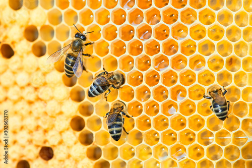 Macro photo of a bee hive on a honeycomb with copyspace. Bees produce fresh, healthy, honey.