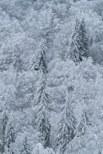 Beautiful abstract landscape of a forest covered by snow