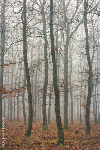 Autumn foggy day in a oak forest from Hungary