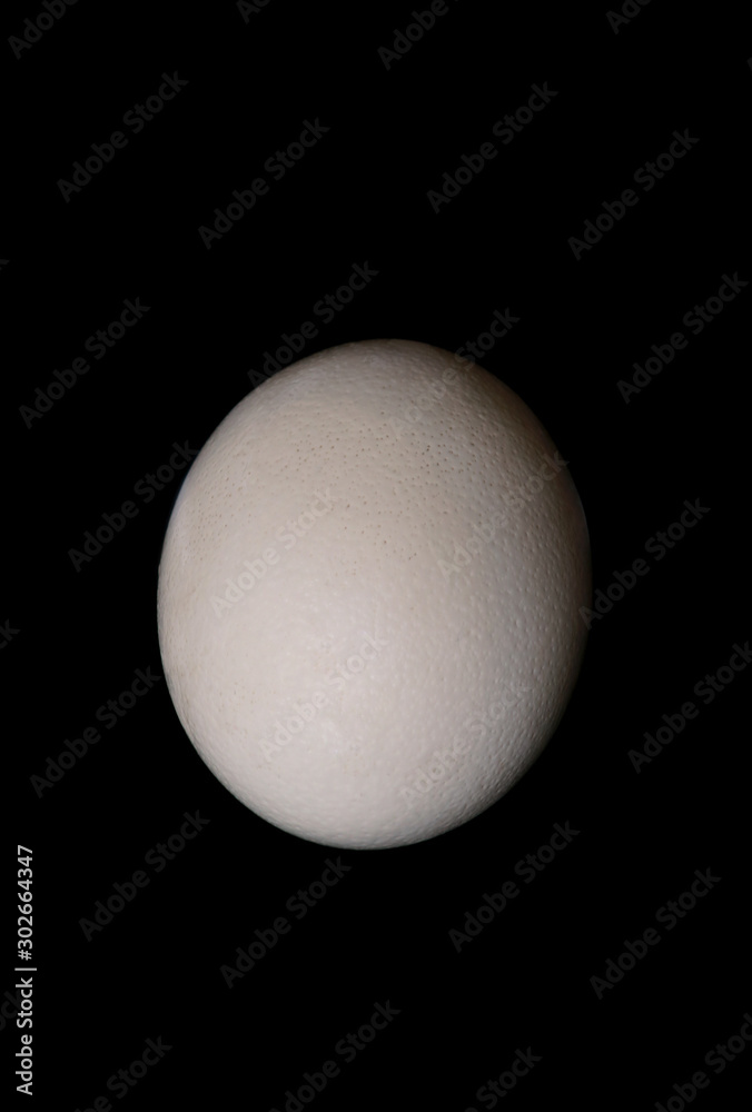 Big ostrich egg isolated on a black background, close up. Organic fresh egg. Concept of healthy food. Ostrich egg as symbol of birth. Huge white egg shell of an african ostrich. Big ostrich egg isolated on a black background, close up. Organic fresh egg. Concept of healthy food. Ostrich egg as symbol of birth. Huge white egg shell of an african ostrich.