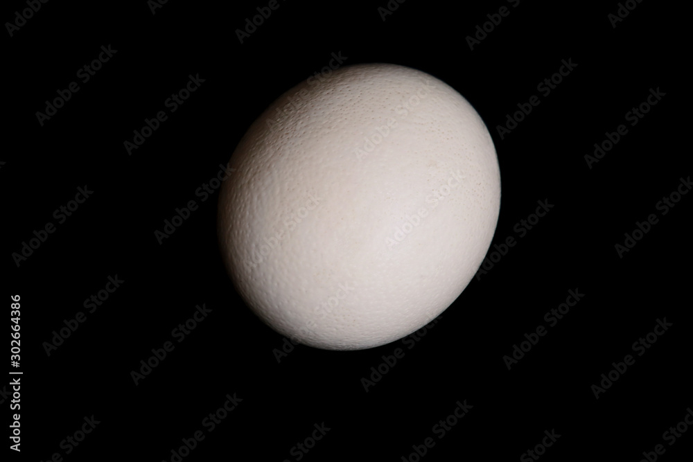 Big ostrich egg isolated on a black background, close up. Organic fresh egg. Concept of healthy food. Ostrich egg as symbol of birth. Huge white egg shell of an african ostrich. Big ostrich egg isolated on a black background, close up. Organic fresh egg. Concept of healthy food. Ostrich egg as symbol of birth. Huge white egg shell of an african ostrich.