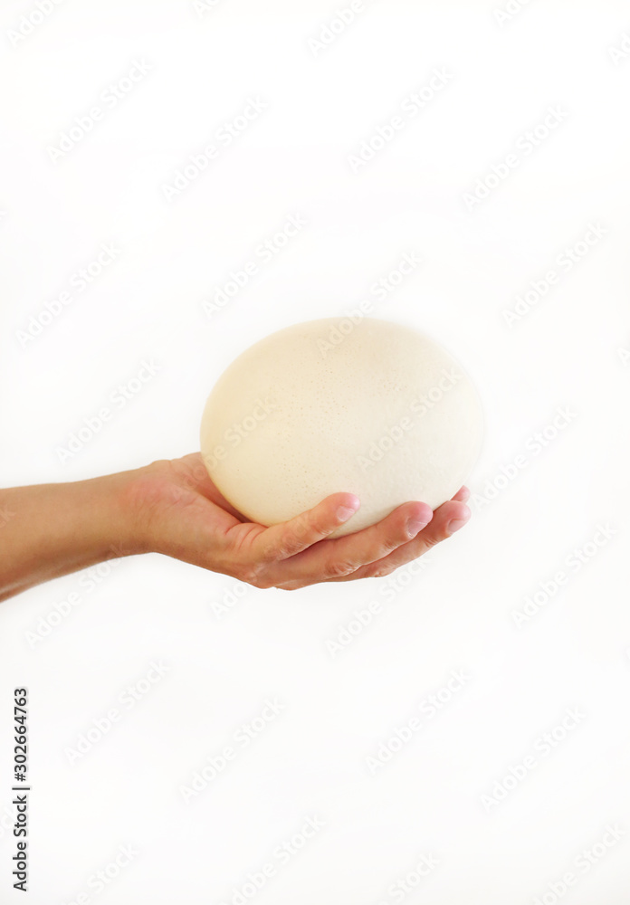 Male hand holds of big ostrich egg isolated on white background, size comparison, close up. Organic fresh egg. Healthy food. Ostrich egg as symbol of birth. Huge white egg shell of an african ostrich. Male hand holds of big ostrich egg isolated on white background, size comparison, close up. Organic fresh egg. Healthy food. Ostrich egg as symbol of birth. Huge white egg shell of an african ostrich.