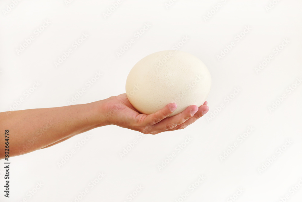 Male hand holds of big ostrich egg isolated on white background, size comparison, close up. Organic fresh egg. Healthy food. Ostrich egg as symbol of birth. Huge white egg shell of an african ostrich. Male hand holds of big ostrich egg isolated on white background, size comparison, close up. Organic fresh egg. Healthy food. Ostrich egg as symbol of birth. Huge white egg shell of an african ostrich.