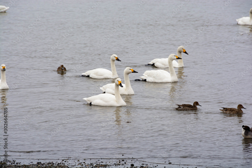 湖面に浮かぶハクチョウ 湖面に浮かぶハクチョウ