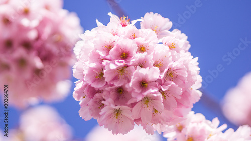 Cherry Flower in Spring