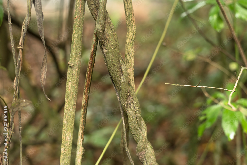 Closeup of Banisteriopsis caapi, also known as ayahuasca, caapi or yagé tree liana Closeup of Banisteriopsis caapi, also known as ayahuasca, caapi or yagé tree liana