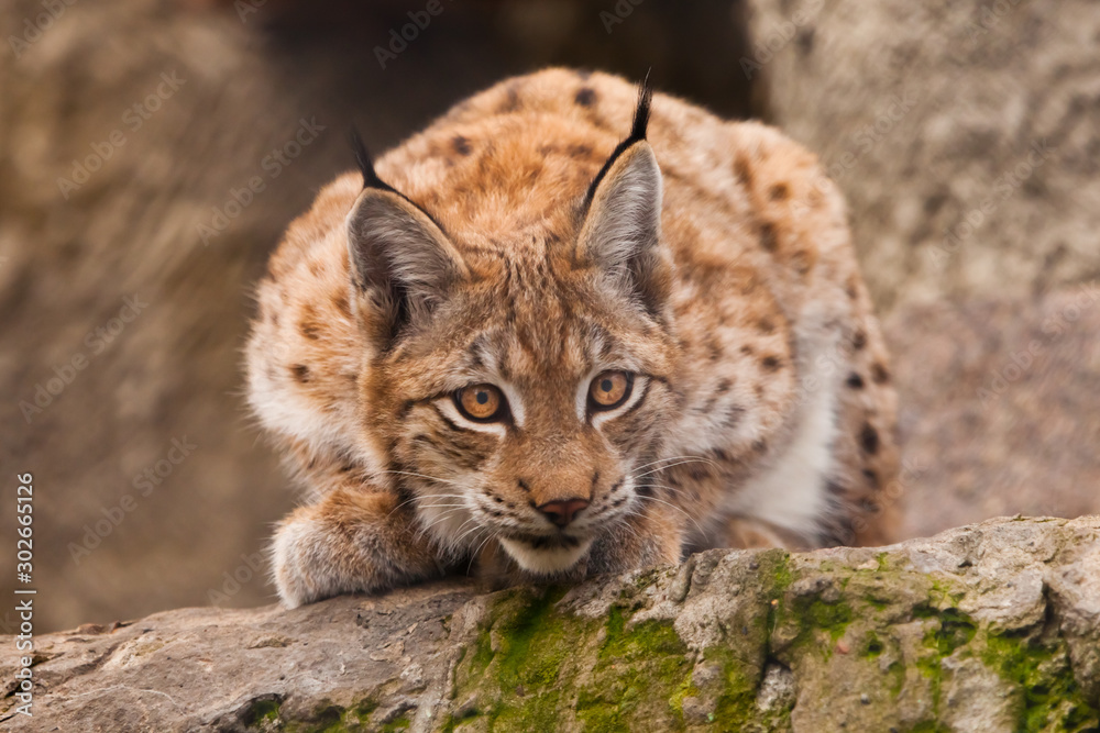 Obraz premium beautiful cat lynx sits on a stone and carefully looks at demanding with clear eyes.