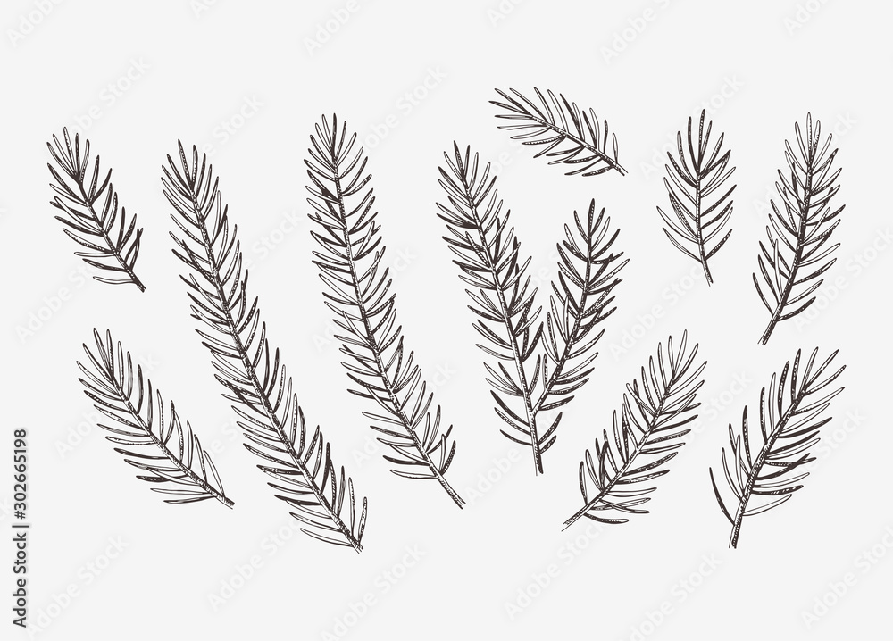 Hand drawn conifer branches set. Vector botanical illustration of pine and spruce branches - obrazy, fototapety, plakaty 