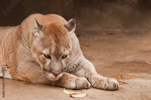 Pensive portrait, symbol of heavy thought, head down on its paws. Powerful big american wild puma cat .