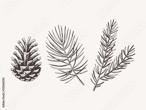 Fotografie, Obraz Hand drawn conifer branches and cones