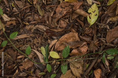 Brownish foliage on the wet ground for background