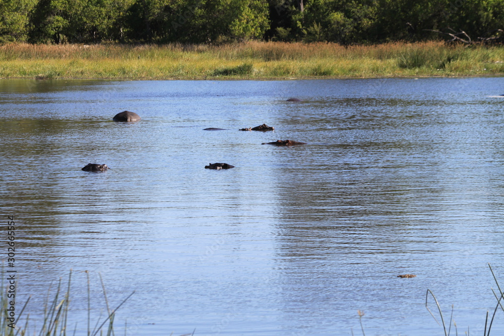 Hippopotames Hippopotames
