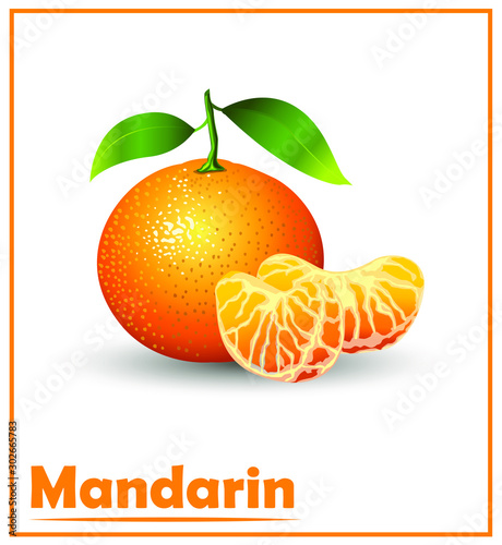 Vector fruit mandarin in color realistic