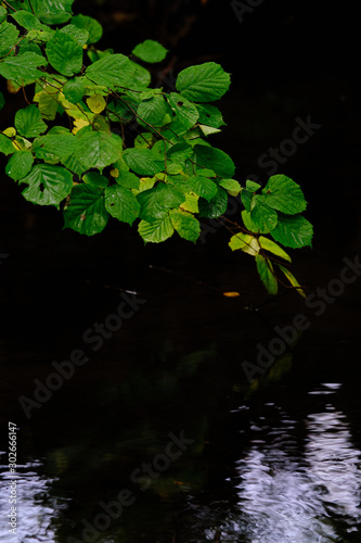 Green leaves on a branch with dark water in the background