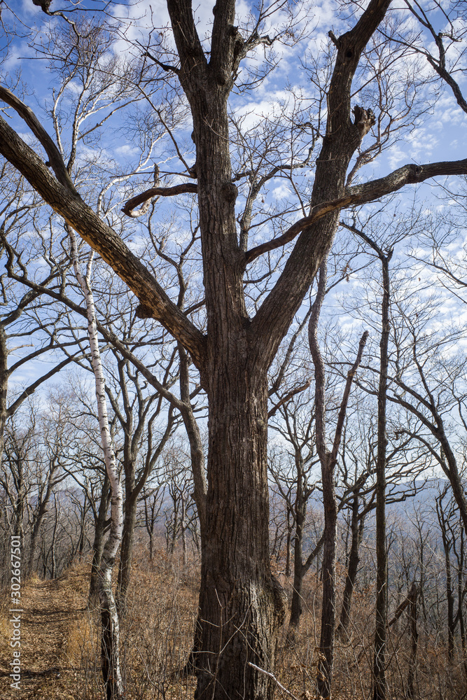 Obraz premium trees and sky