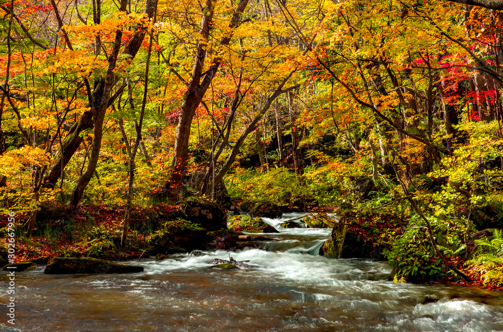 Oirase stream during autumn in Towada, Japan.
