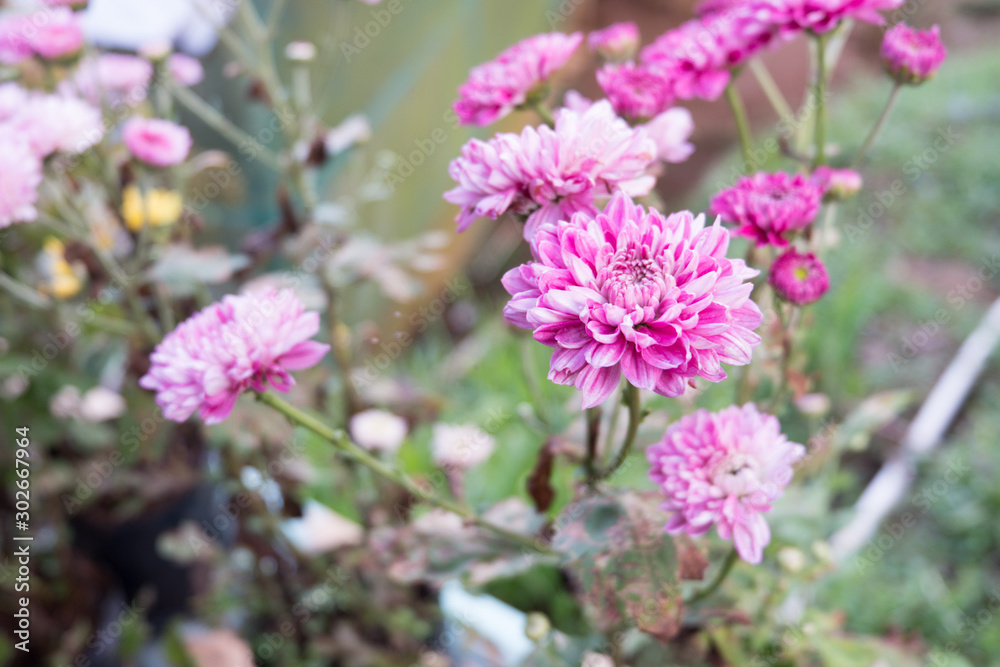 Chrysanthemum indicum is a flowering plant commonly called Indian chrysanthemum. Intentionally shot to not focus