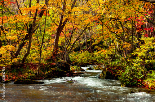 Oirase stream during autumn in Towada, Japan.