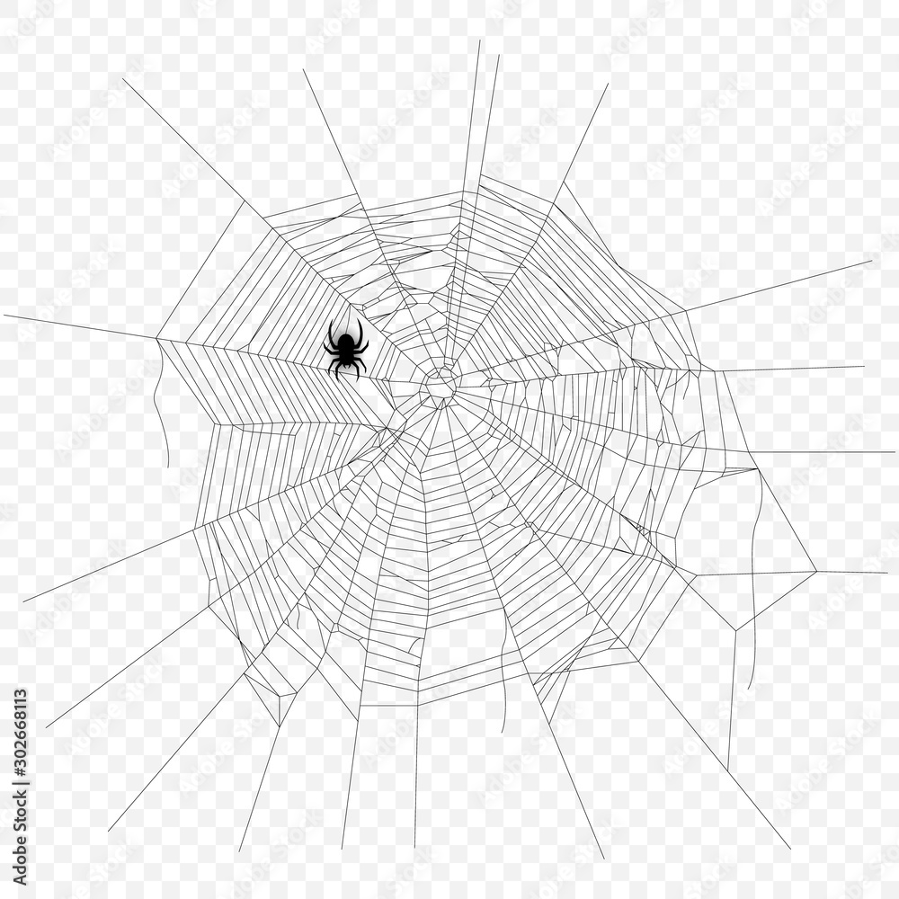 Cobweb vector decorative element. Crawling spider. Spiderweb object on isolated background.