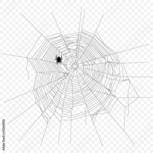 Cobweb vector decorative element. Crawling spider. Spiderweb object on isolated background.