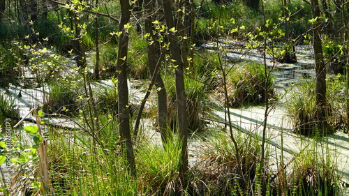 Fototapeta Naklejka Na Ścianę i Meble -  przyroda