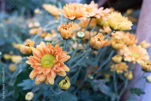 Chrysanthemum indicum is a flowering plant commonly called Indian chrysanthemum. Intentionally shot to not focus