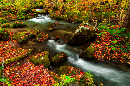 Oirase stream during autumn in Towada, Japan.