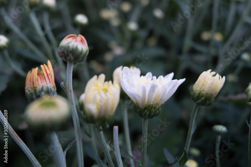 Chrysanthemum indicum is a flowering plant commonly called Indian chrysanthemum. Intentionally shot to not focus