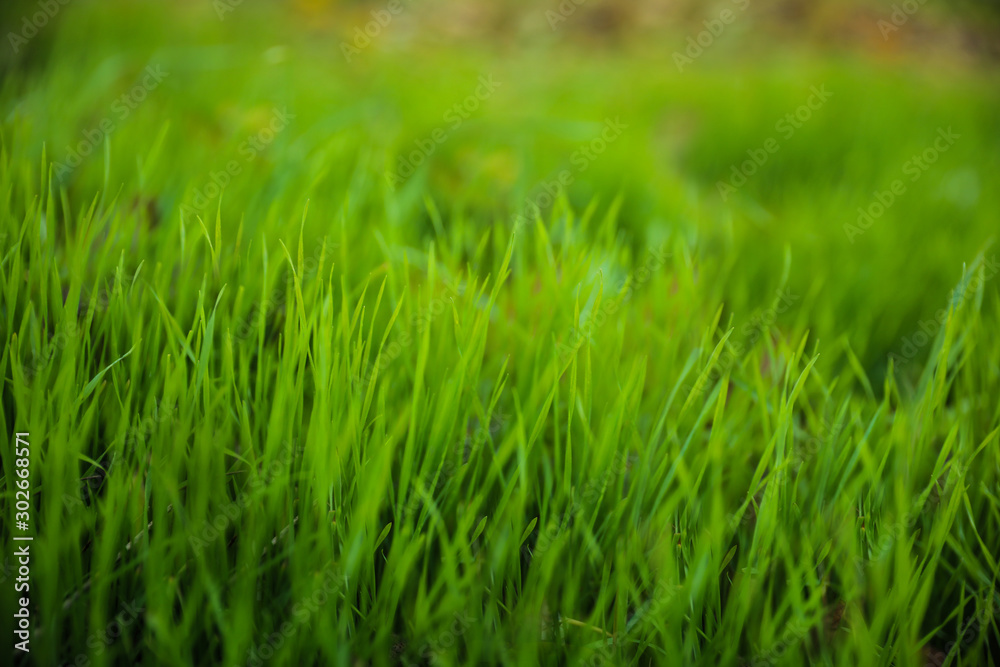 Bright green grass in park. Bokeh effect